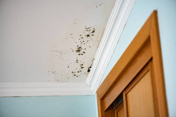 Reliable Willow Grove, TX Mold Remediation Solutions