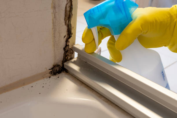 Best Kitchen Mold Remediation in Willow Grove, TX