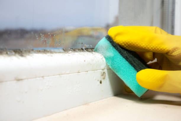 Best White Mold Remediation in Willow Grove, TX