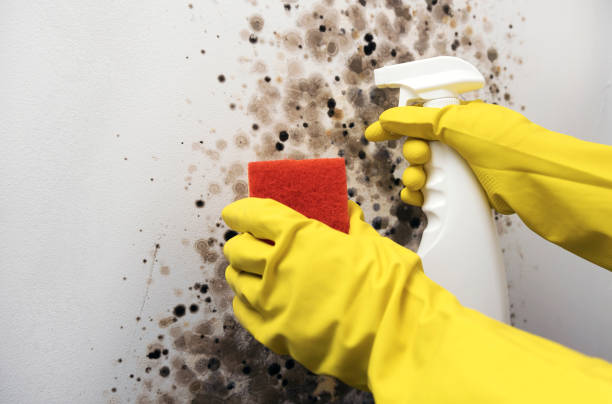 Best HVAC Mold Remediation in Willow Grove, TX
