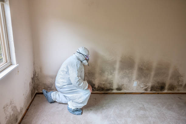 Best Post-Flood Mold Remediation in Willow Grove, TX