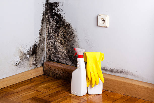Best HVAC Mold Remediation in Willow Grove, TX