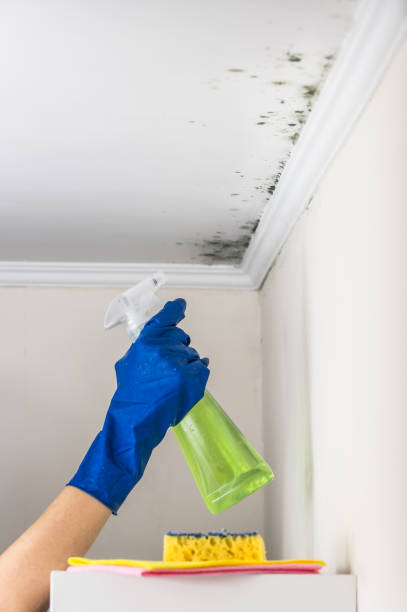 Best Basement Mold Remediation in Willow Grove, TX