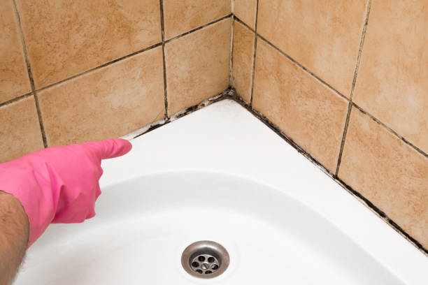 Best Post-Flood Mold Remediation in Willow Grove, TX